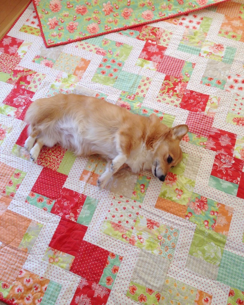 Paige (my furry quilting buddy), Quilting in the Rain